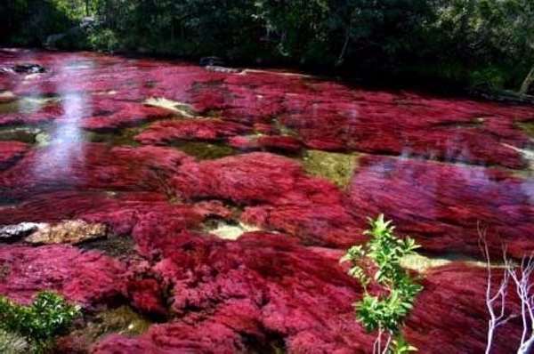 Shangrala's Cano Cristales River