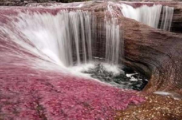 Shangrala's Cano Cristales River