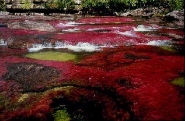 Shangrala's Cano Cristales River