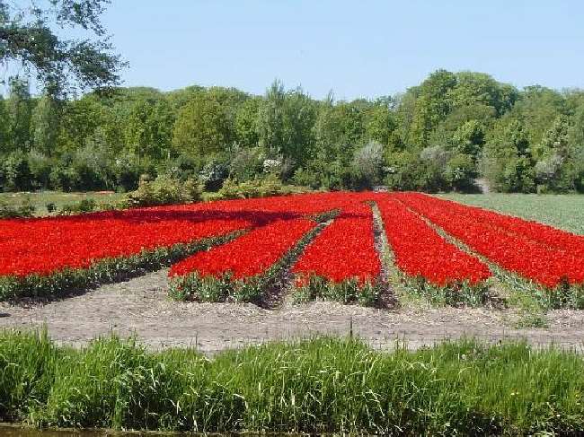 Shangrala's Keukenhof Gardens