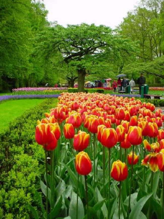 Shangrala's Keukenhof Gardens