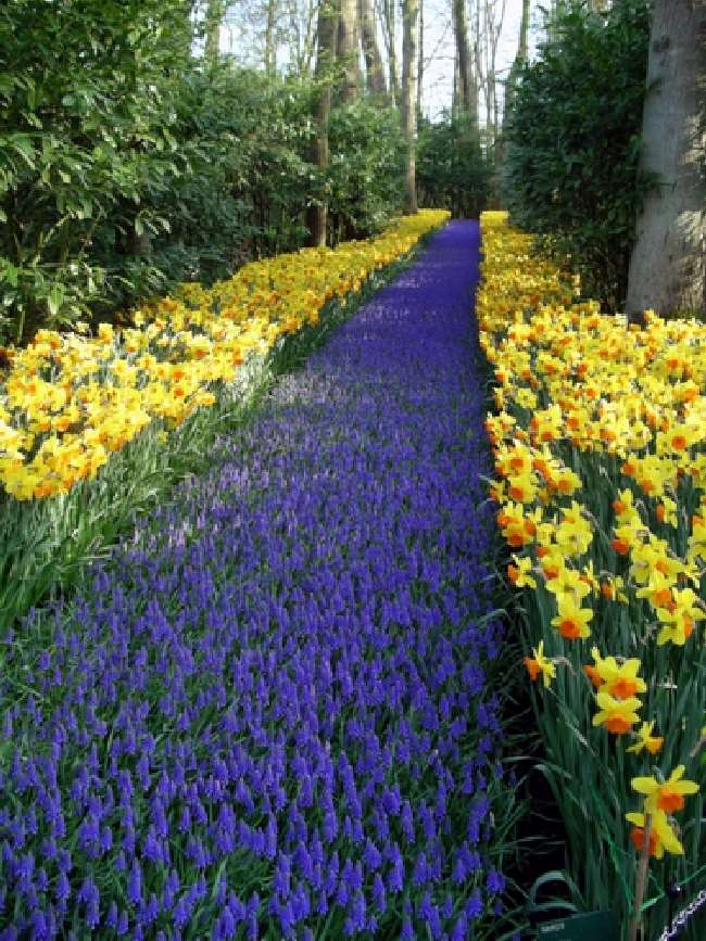 Shangrala's Keukenhof Gardens