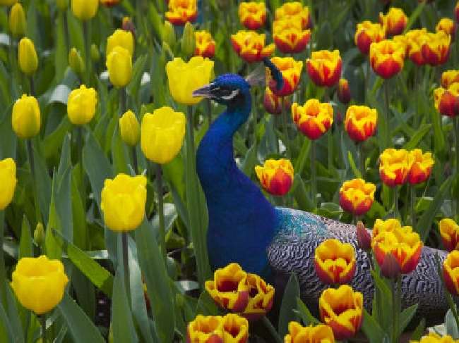 Shangrala's Keukenhof Gardens