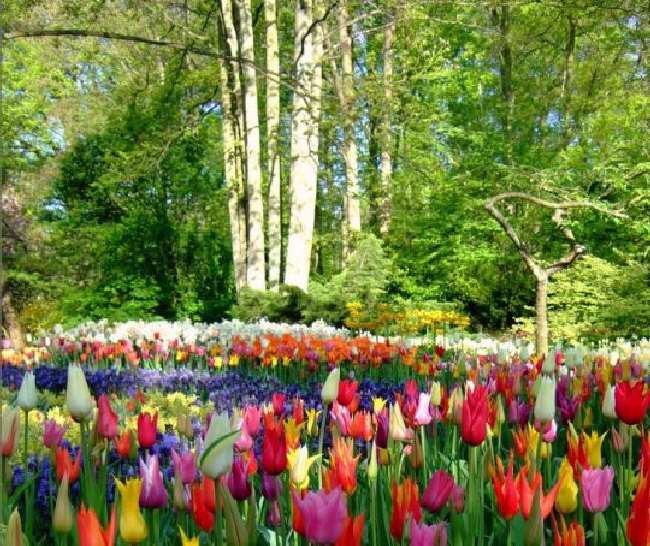 Shangrala's Keukenhof Gardens