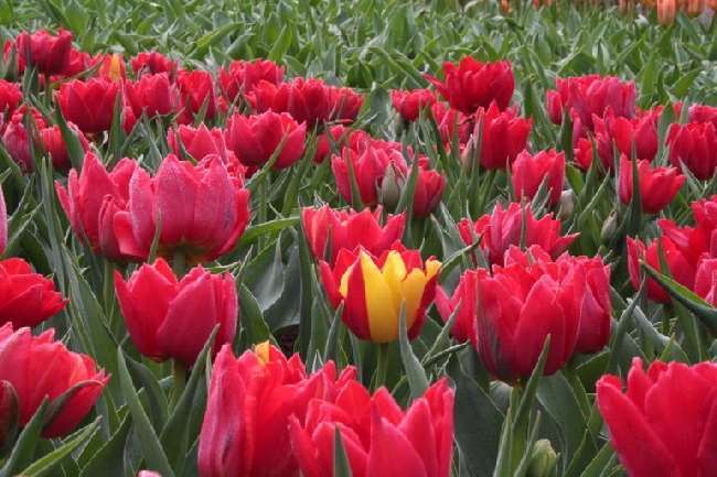 Shangrala's Keukenhof Gardens