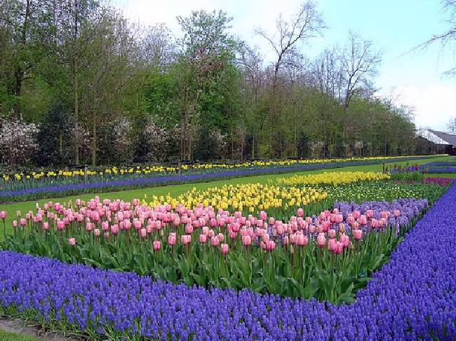 Shangrala's Keukenhof Gardens