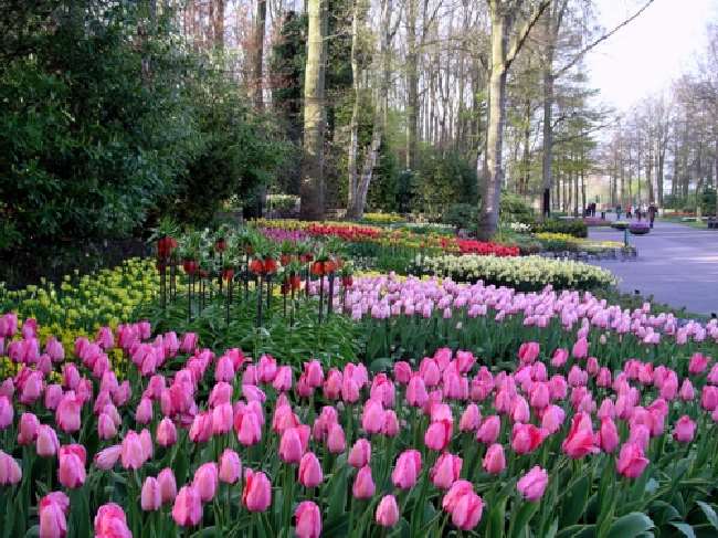 Shangrala's Keukenhof Gardens