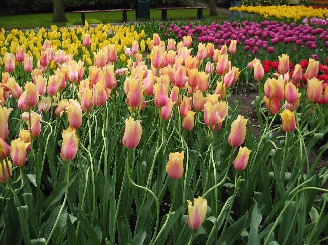 Shangrala's Keukenhof Gardens