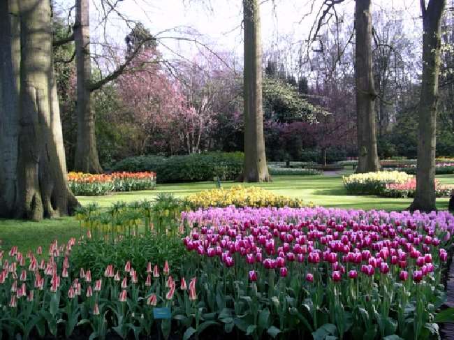 Shangrala's Keukenhof Gardens