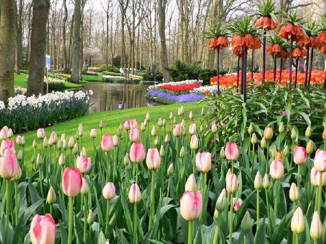 Shangrala's Keukenhof Gardens