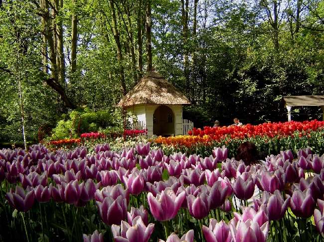 Shangrala's Keukenhof Gardens