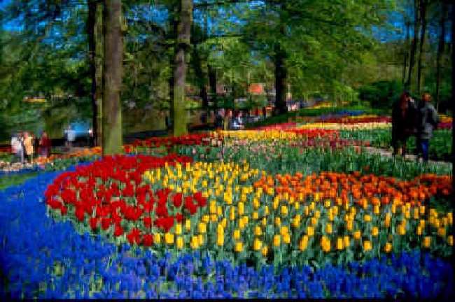 Shangrala's Keukenhof Gardens