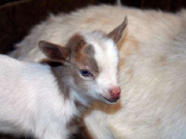 Shangrala's Nigerian Dwarf Goat