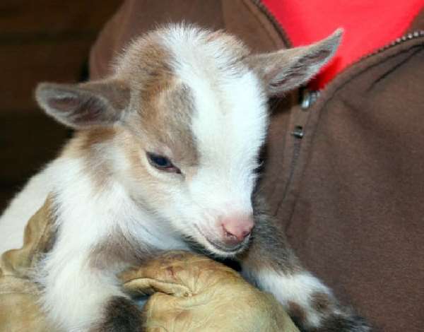 Shangrala's Nigerian Dwarf Goat