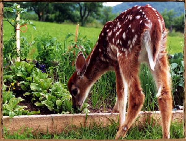 Shangrala's Hoppy The Deer