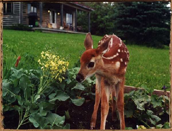 Shangrala's Hoppy The Deer