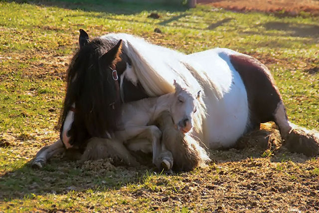 Shangrala's A Mother Horse's Love