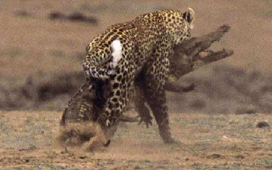 Shangrala's Leopard Vs Crocodile