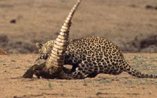 Shangrala's Leopard Vs Crocodile