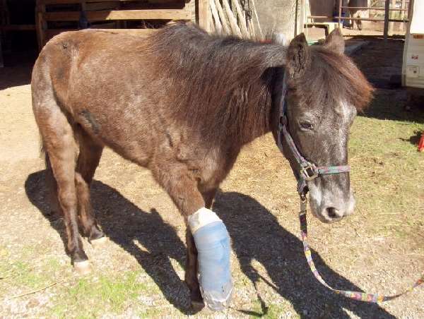 Shangrala's Molly The Speckled Pony