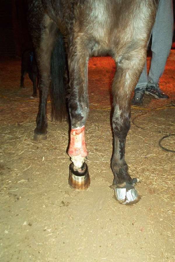 Shangrala's Molly The Speckled Pony