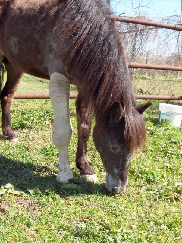 Shangrala's Molly The Speckled Pony