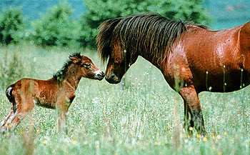 Shangrala's Molly The Speckled Pony