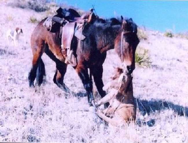 Shangrala's Mule Vs Lion