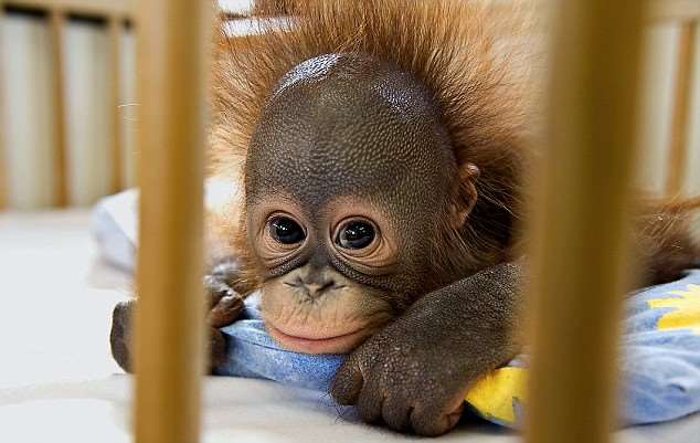 Shangrala's Orang-Utan Hospital