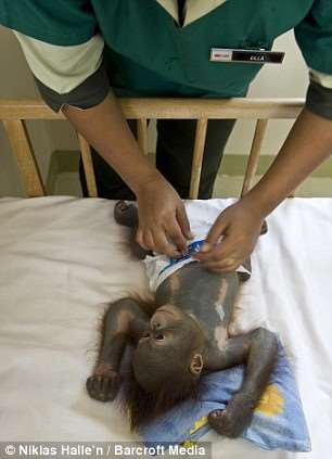 Shangrala's Orang-Utan Hospital