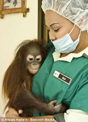 Shangrala's Orang-Utan Hospital