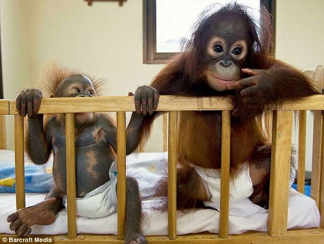 Shangrala's Orang-Utan Hospital