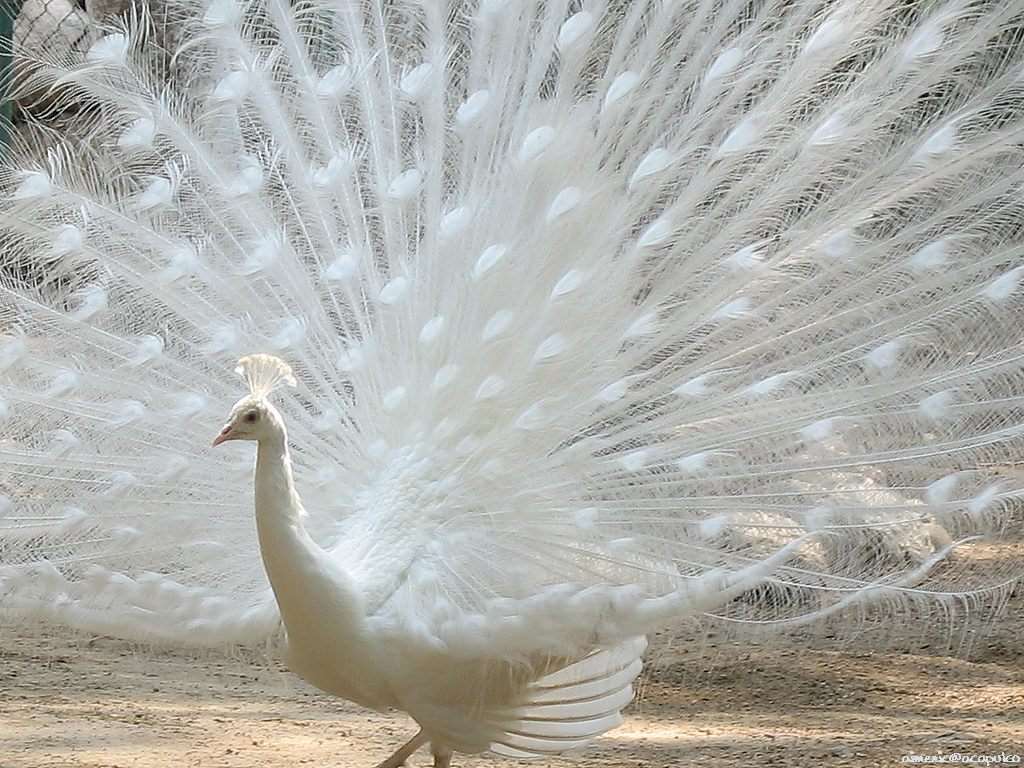 Shangrala's World Of Peacocks