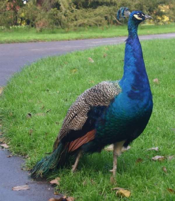 Shangrala's World Of Peacocks