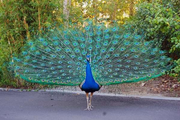 Shangrala's World Of Peacocks