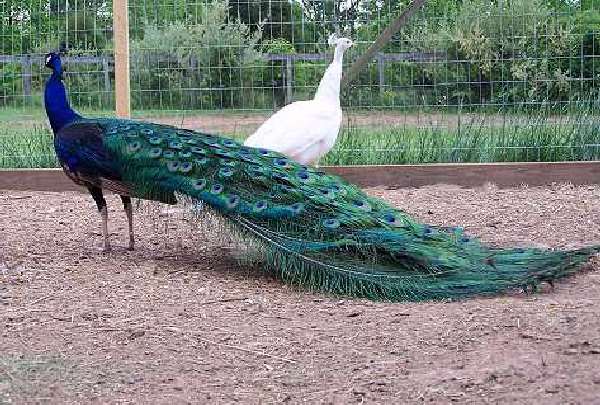 Shangrala's World Of Peacocks