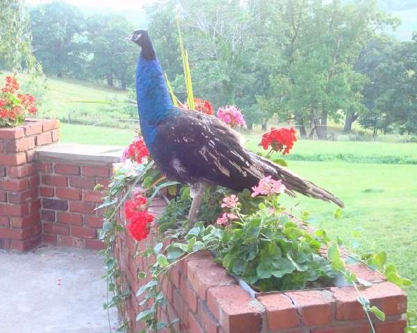 Shangrala's World Of Peacocks