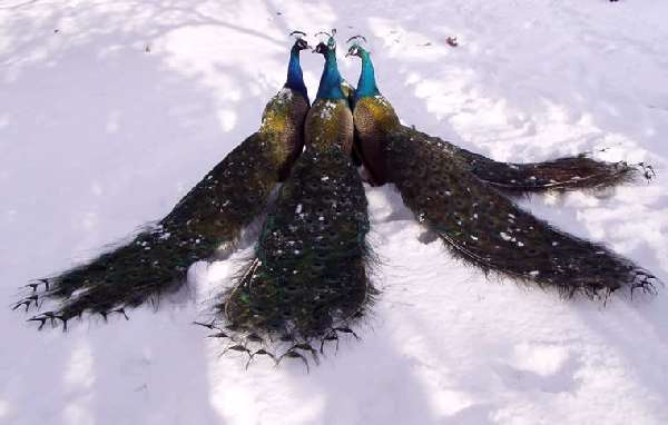 Shangrala's World Of Peacocks