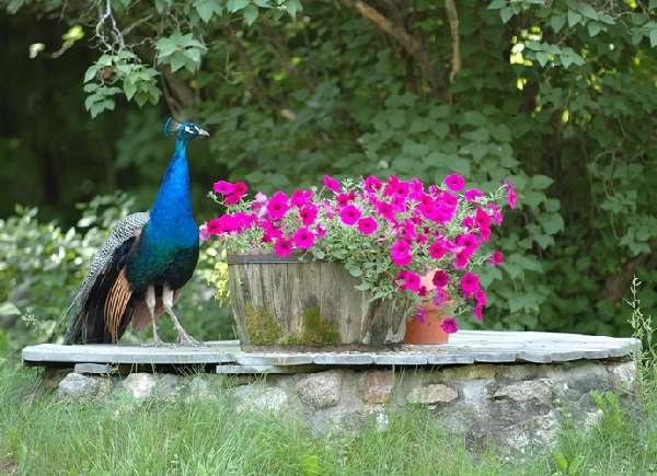 Shangrala's World Of Peacocks