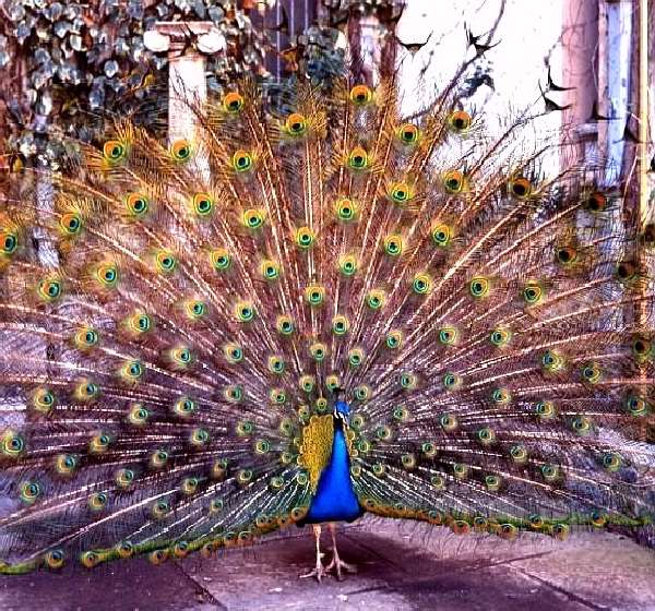 Shangrala's World Of Peacocks