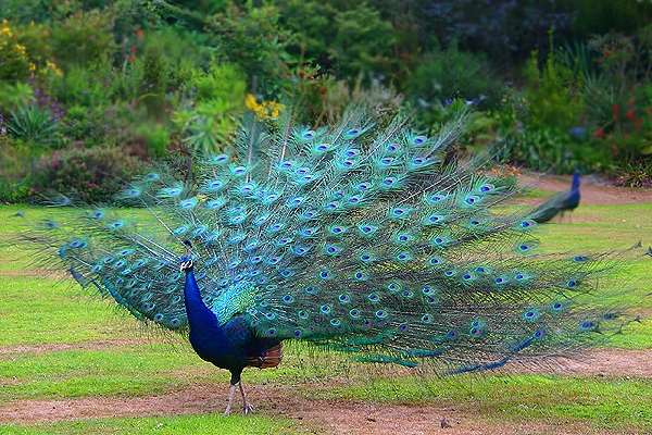 Shangrala's World Of Peacocks