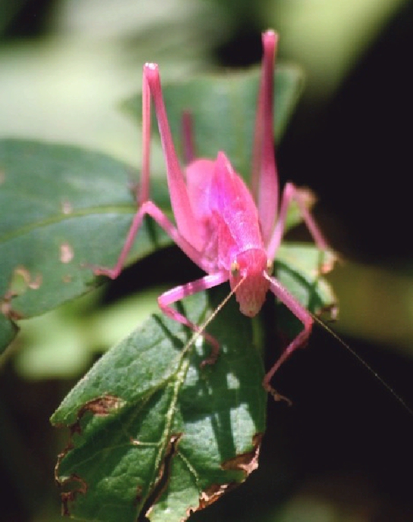 Shangrala's In The Pink