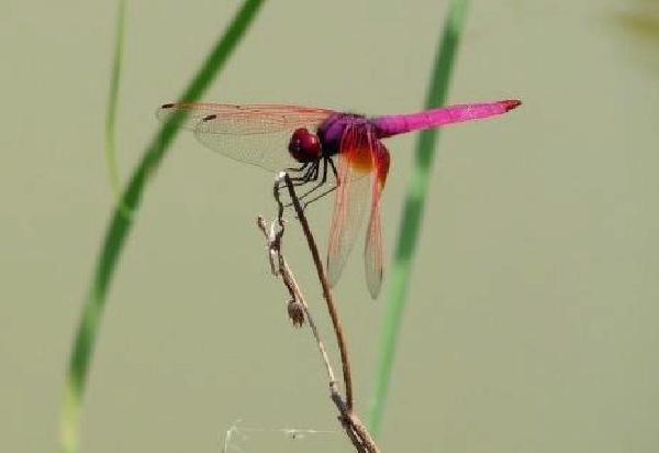 Shangrala's In The Pink