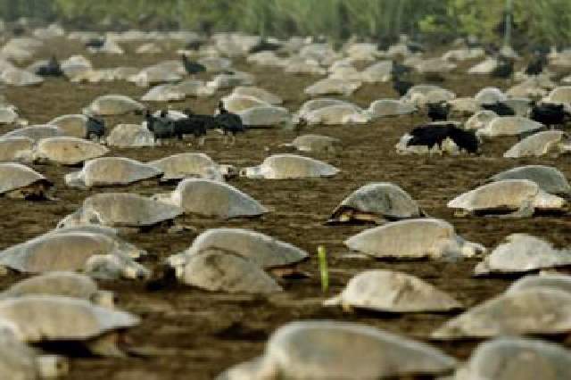 Shangrala's Ostional Sea Turtles