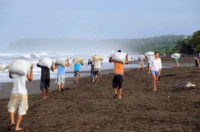 Shangrala's Ostional Sea Turtles