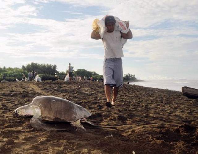 Shangrala's Ostional Sea Turtles