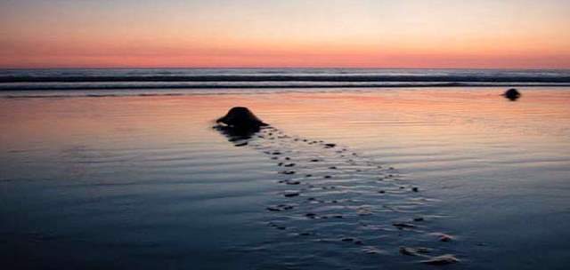 Shangrala's Ostional Sea Turtles