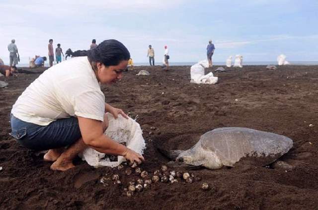 Shangrala's Ostional Sea Turtles