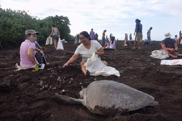 Shangrala's Ostional Sea Turtles