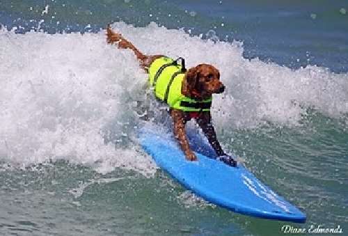 Shangrala's Ricochet The Surf Dog